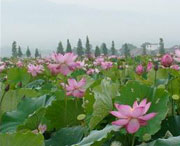 莲花明天天气